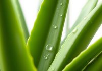Aloes w kosmetyce: właściwości, zastosowanie i produkty do pielęgnacji