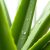Aloes w kosmetyce: właściwości, zastosowanie i produkty do pielęgnacji
