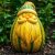 Melon Santa Claus – właściwości, smak i sposób uprawy