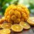 Ugli fruit – właściwości zdrowotne i korzyści odżywcze